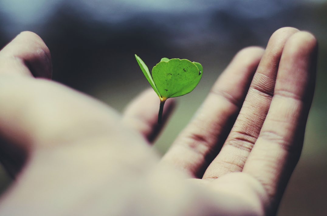 Hand holding a green leaf